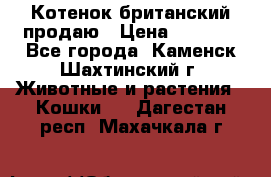 Котенок британский продаю › Цена ­ 3 000 - Все города, Каменск-Шахтинский г. Животные и растения » Кошки   . Дагестан респ.,Махачкала г.